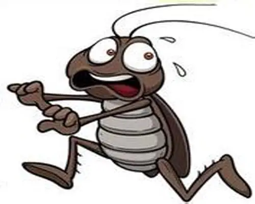 蟑螂逃跑漫画